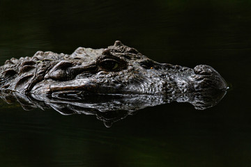 alligator in the water
