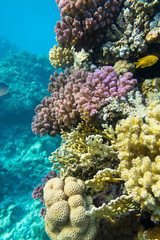 Naklejka na ściany i meble Colorful coral reef at the bottom of tropical sea, hard corals, underwater landscape