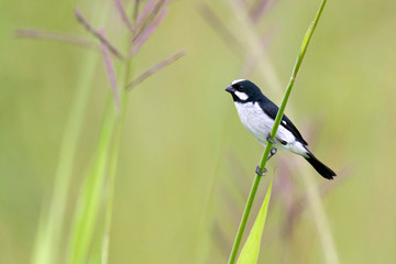 Lined Seedeater in a grass with a green background