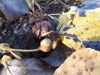 snail with long moustache in yellow leaves in autumn,n The Snail is Home