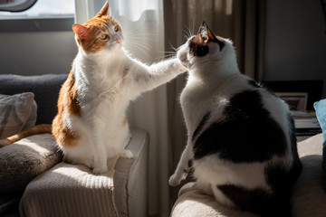 Gato blanco y marron de ojos amarillos y gato gordo blanco y negro, juegan a tocarse. Ambos estan...