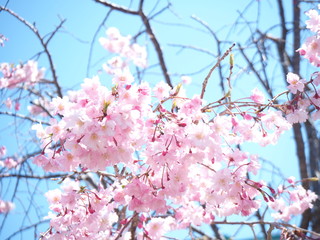 桜