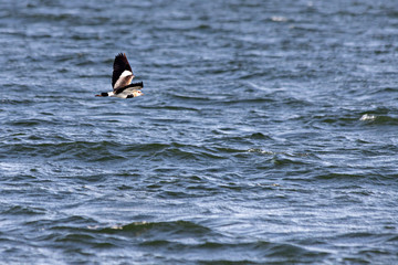 Southern Lapwing flying in the water 