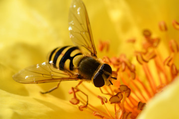 Small striped fly with pearly wings on a yellow flower