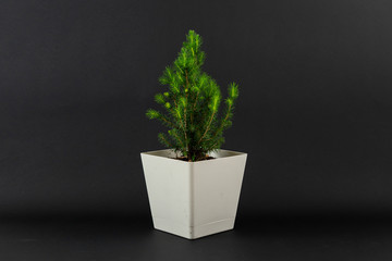 a home domestic  pine tree plant in the pot isolated against the colorful background,