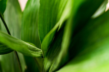 Background with green house flowers