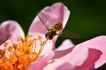 Small striped fly with pearly wings on yellow stamens of wild rose hips