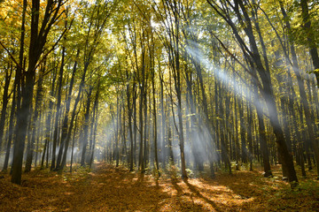 sun beam through the branches in the autumn forest