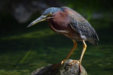 Little gray heron during a fish hunt on a stone among a pond