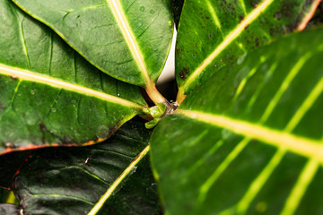 Background with green house flowers