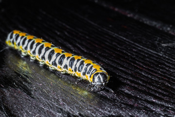 Large caterpillar. Macro world. Fauna and flora.