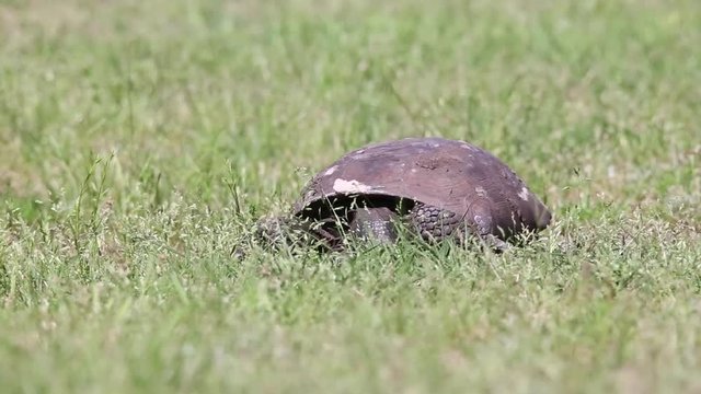 Hungry Gopher Tortoise eating grass in an empty field