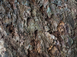 Tree bark texture