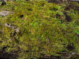 Moss green texture. Moss background on wood