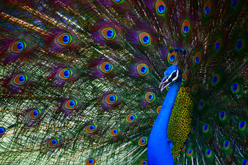 Portrait of a colorful dancing peacock . Peacock close up portrait. Peacock wallpaper and backgrounds.