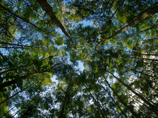 Outstretched forests