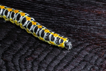 Large caterpillar. Macro world. Fauna and flora.