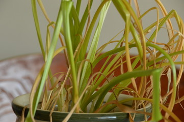 thin green leaves of a plant