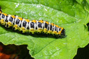 Large caterpillar. Macro world. Fauna and flora.