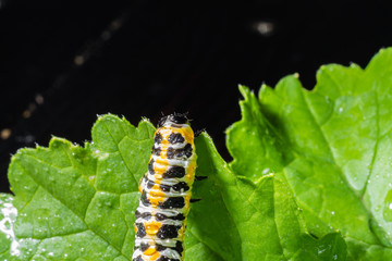 Large caterpillar. Macro world. Fauna and flora.