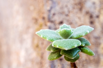 Fototapeta na wymiar Succulent plant close-up, leaves detail of Kalanchoe Milliot