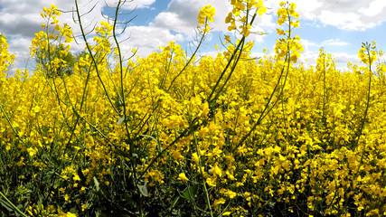 Fototapeta na wymiar Field of rapeseed Amazing bright colorful spring and summer landscape for wallpaper