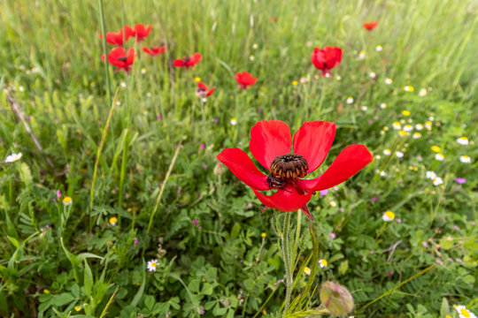 Wide-angle photo of a Ranunculus red flower with a black insect, against a green field in spring bloom