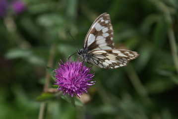 SONY DSC