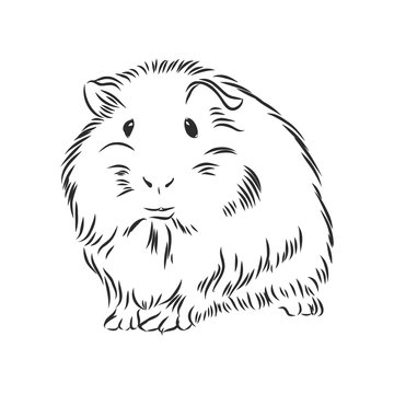 plump cute Guinea pig, sketch vector graphics black and white drawing
