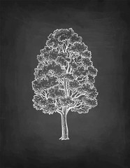 Chalk sketch of maple tree.
