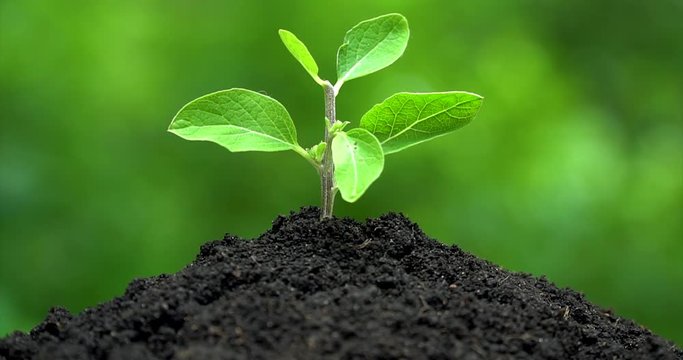Young plant grows from the soil, man's hand watering fron vintage pulverizer. Closeup side view.