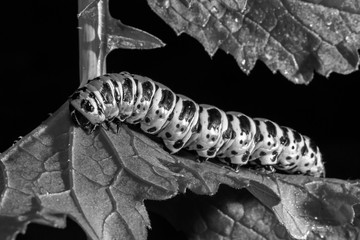 Large caterpillar. Macro world. Fauna and flora.