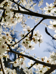 Mobile photography. Branches with white flowers of cherry trees in a spring park against a clear cloudless blue sky