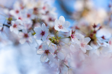Obraz premium Close-up of a pink blossom in spring blue sky