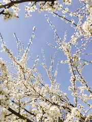 Mobile photography. Branches with white flowers of cherry trees in a spring park against a clear cloudless blue sky