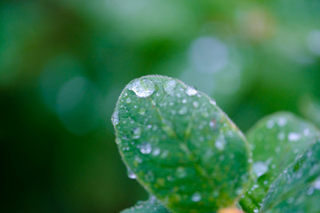 Macro leaf with water droplets on it, green bokeh background