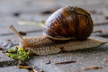 Snail macro closeup