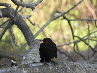 Bist Du Dir nicht sicher? - Amsel