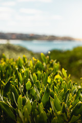 Close up detail shot of some coastal shrub on the Malabar Headland National Park Coastal Walk.