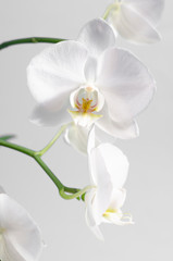 White orchid on white background. Close up