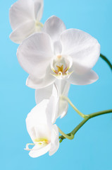 Fototapeta na wymiar White orchid on blue background. Close up