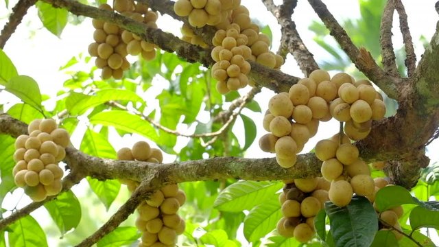 Fresh longkong fruits or lansium parasiticum hanging on the tree branch.