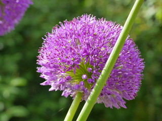 Alium