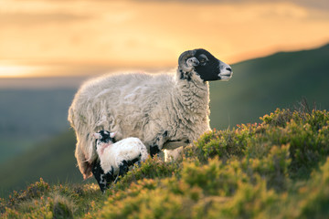 Herdwick Ewe Mother With Newborn Lamb Feeding On Hillside With Sunset In Background.
