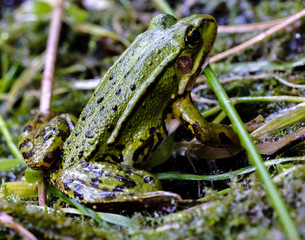 Frog macro
