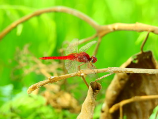 dragonfly on a leaf