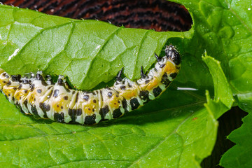 Large caterpillar. Macro world. Fauna and flora.