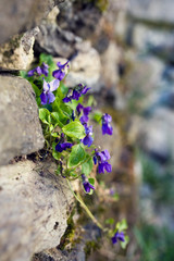 Violets plant growing in a stone wall in April