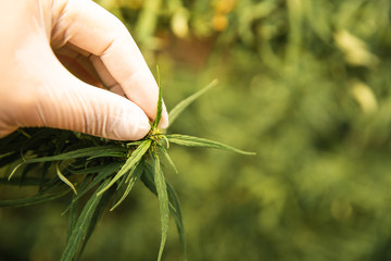 Researchers Examining Cannabis Health.