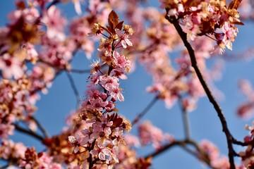 Spring pink blooming flowers in spring